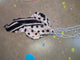 A Rare Bird Twilly Pearl Scarf Necklace ( Polka Dot)